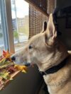 A brown German shepherd stares out a window